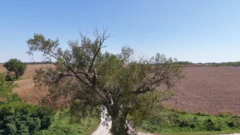 Tree in the Road Stock Footage 318375706