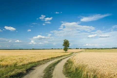 Tree by the road through fields Stock Photos
