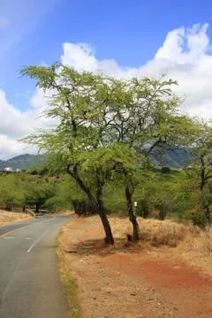 Tree at roadside Stock Photos