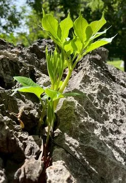Tree on the rock-1 (2) 库存照片