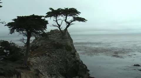 Tree on Rock Carmel Video stock 11299268