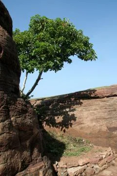 Tree in Rock Crevice Stock Photos