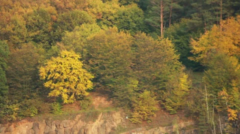 Tree on Rock Stock Footage 31097152