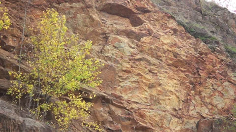 Tree on Rock Stock Footage 31097408