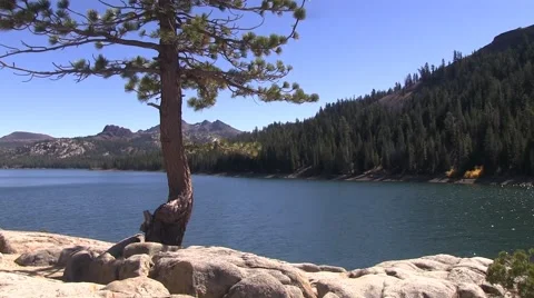 Tree in a rock Video stock 42608741