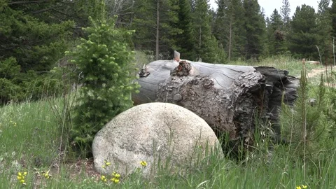 Tree Rock Log Stock Footage 313415868