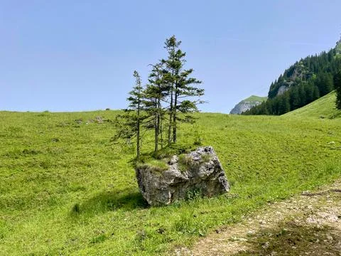 Tree on Rock in Mountain Landscape Stock Photos