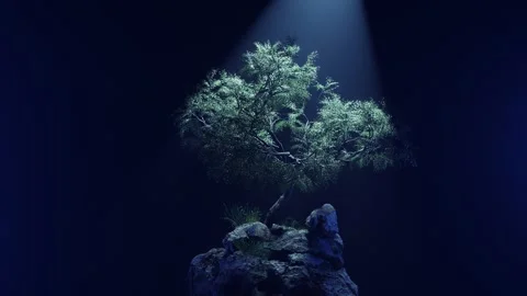 Tree on a Rock. Mountain pine. Video stock 284822640
