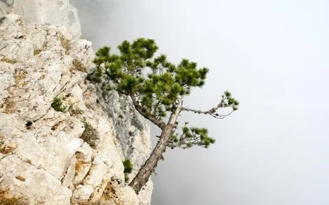 Tree on the rock 스톡 사진