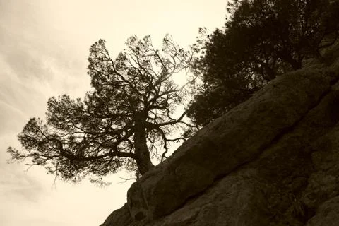 Tree on a rock Stock Photos