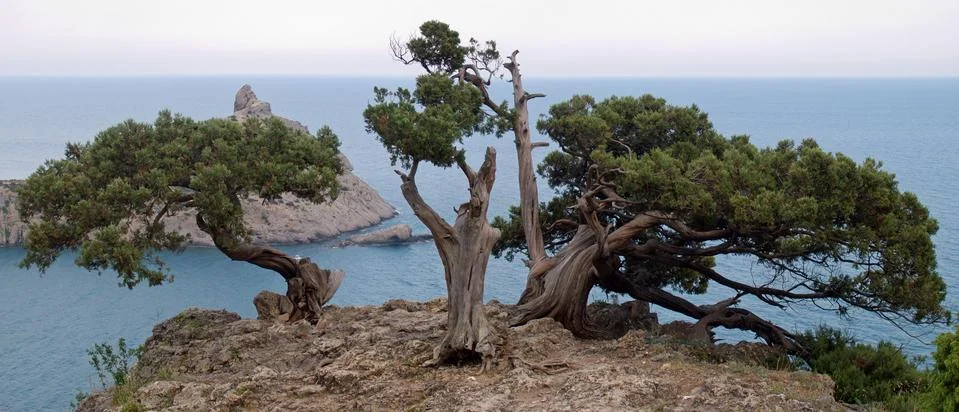Tree on rock Stock Photos
