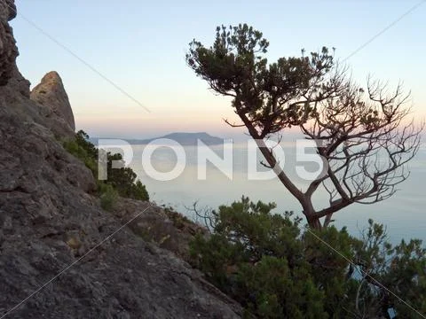 Tree on rock Stock Photos