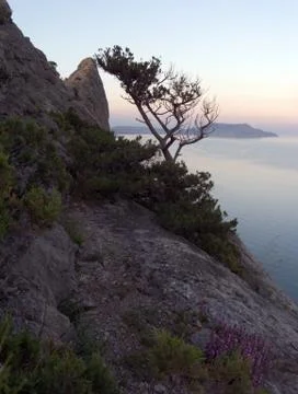 Tree on rock Stock Photos