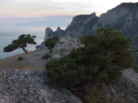 Tree on rock Stock Photos