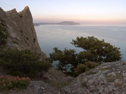 Tree on rock Stock Photos