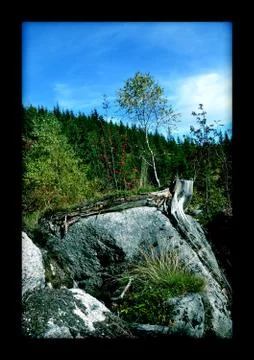 Tree on rock Stock Photos