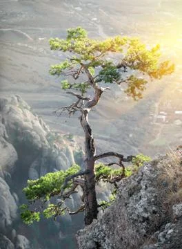 Tree on the rock Foto stock