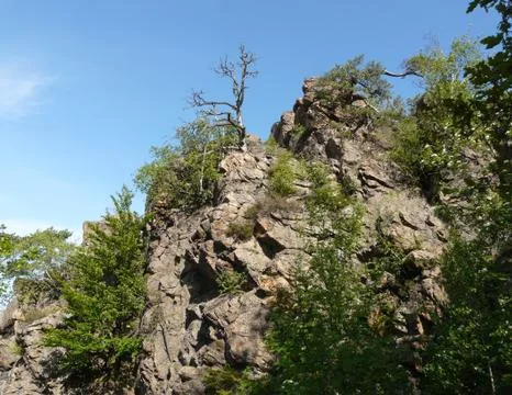 Tree on a rock Stock Photos