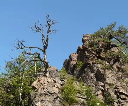 Tree on a rock Stock Photos