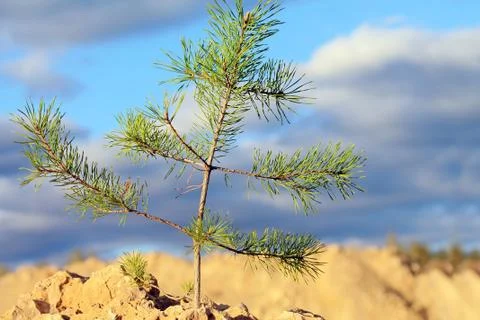 Tree on a rock Stock Photos