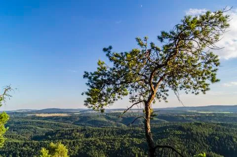 Tree on rock Stock Photos