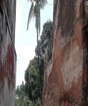 Tree on a rock Stock Photos