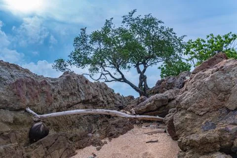 A tree on the rock Foto stock