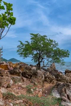 A tree on the rock Foto stock