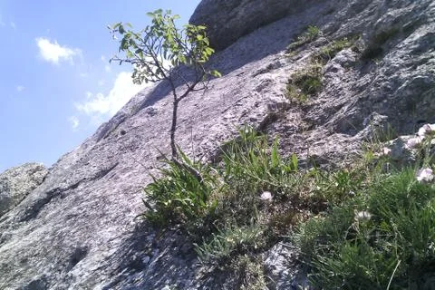 Tree on a rock Stock Photos