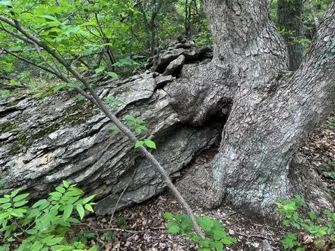 Tree Rock Stock Photos