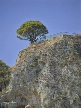 Tree on a rock Stock Photos