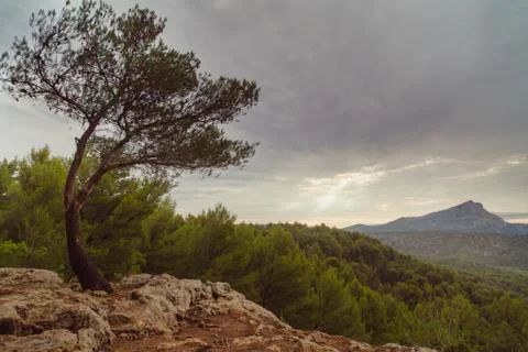 The tree on the rock tilts from the wind Stock Photos