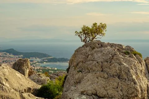 Tree on rock top Stock Photos