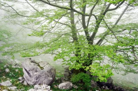 Tree with rocks in the fog Stock Photos