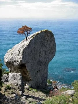 Tree on the rocks Stock Photos