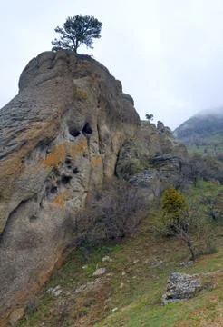 Tree on rocks top Stock Photos