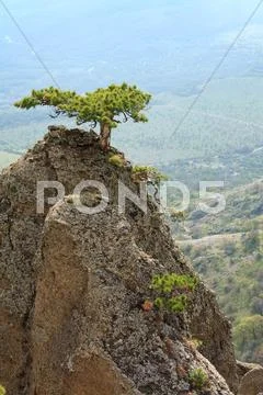 Tree on rocks top Stock Photos