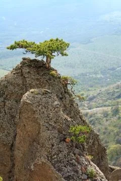 Tree on rocks top Stock Photos