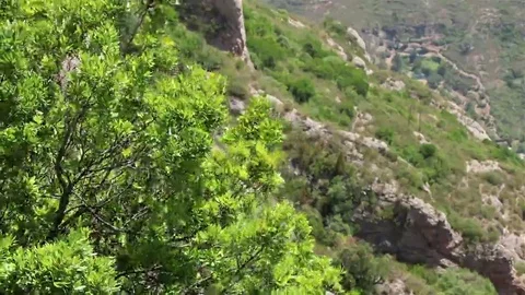 A tree on a rocky background Stock Footage 69099650