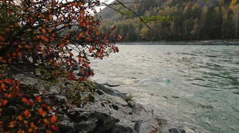 Tree on the rocky shore of a Katun river in Altay, Russia Video stock 30686284