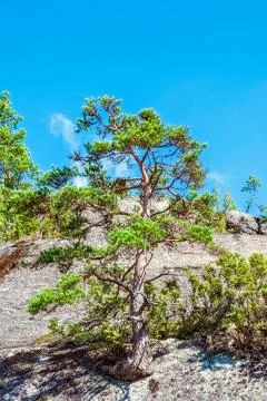 Tree on a rocky slope. Stock Photos