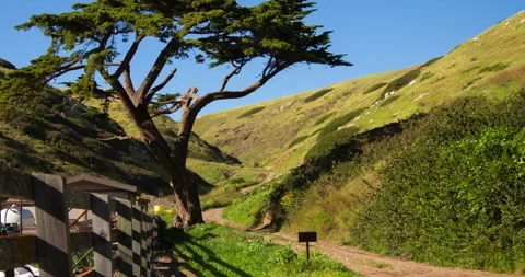 Tree, rolling green hills, windy path Santa Cruz Channel Islands National Park Stock Footage 329126293