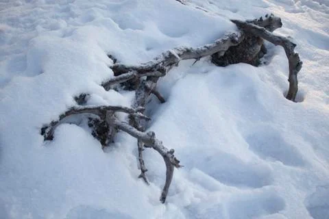 Tree roofs under snow Foto stock