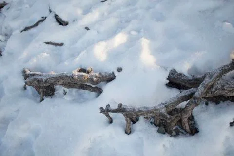 Tree roofs under snow Stock Photos