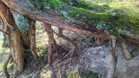 Tree root above the ground in a park in the daytime Stock Photos