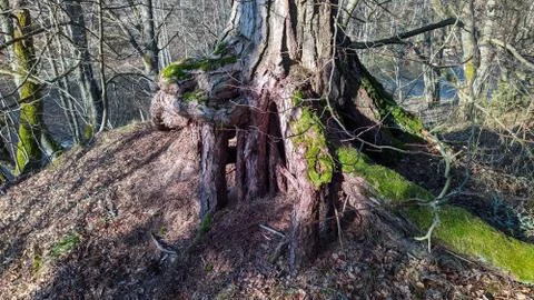 Tree root above the ground in a park in the daytime Photos