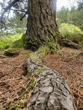 Tree root above ground Stock Photos