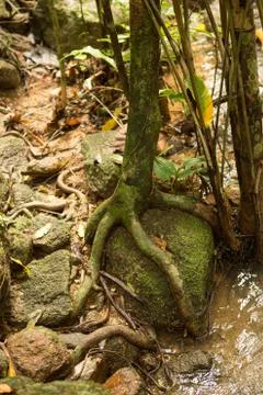 Tree' root around the old stone in the forest. Stock Photos