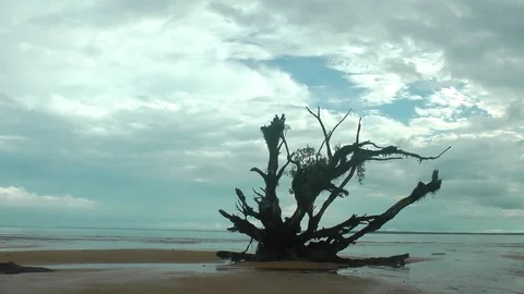 Tree root on the beach Stock Footage 81368506