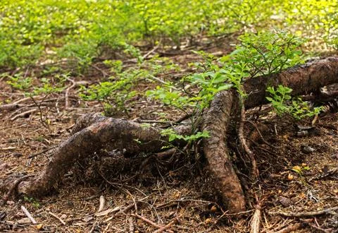 Tree root with blueberries plants Stock Photos